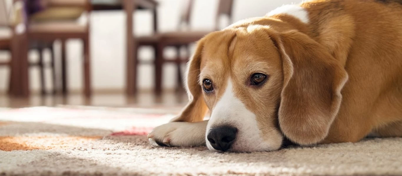 Θεσσαλονίκη: 25χρονος μαχαίρωσε και σκότωσε σκύλο
